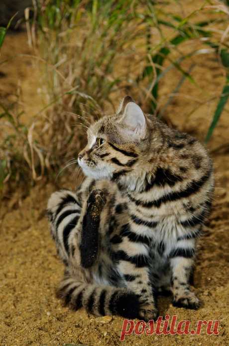 Черноногая кошка (Felis nigripes) | Терри Уиттакер Фотография