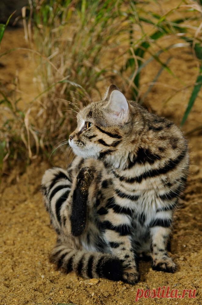 Черноногая кошка (Felis nigripes) | Терри Уиттакер Фотография