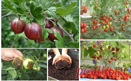 Дача и огород - Группы Мой Мир