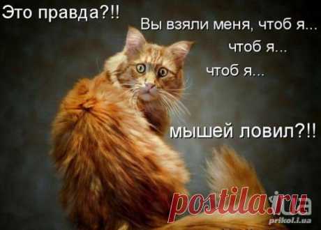 Василий Анхим | ВКонтактi