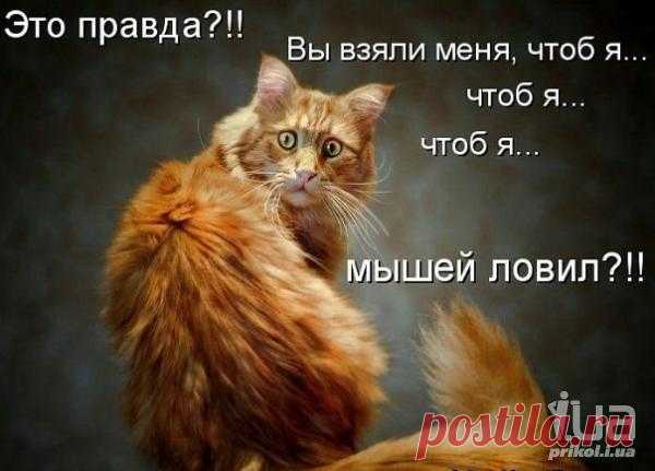 Василий Анхим | ВКонтактi