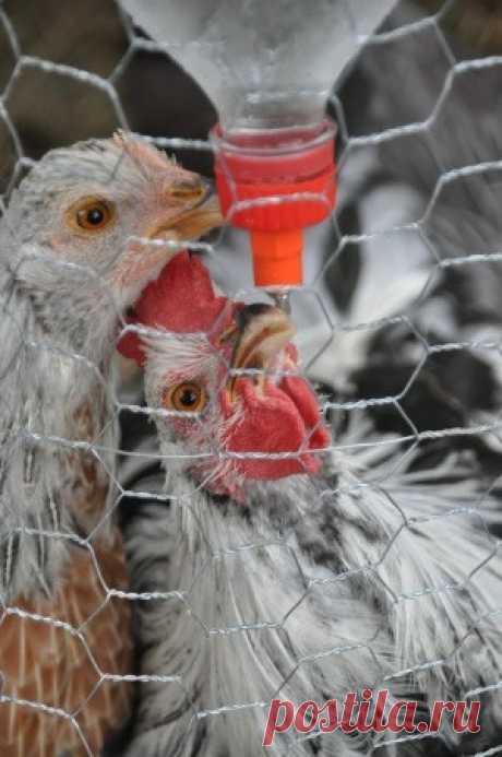 PVC Chicken Waterer