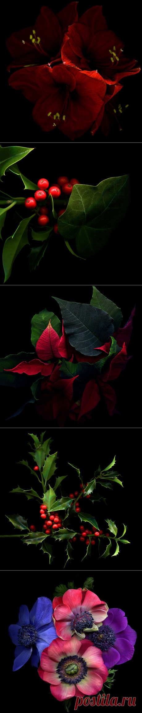 Красота на черном фоне..