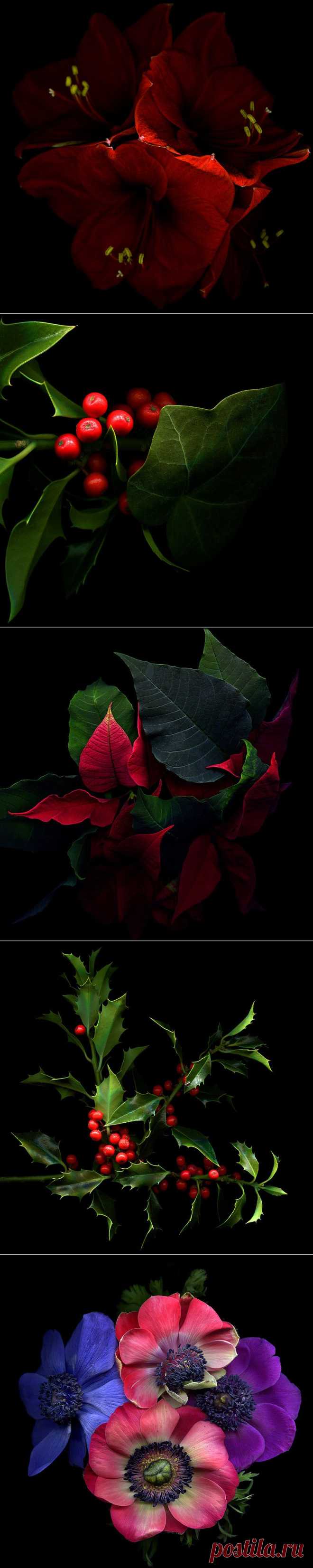 Красота на черном фоне..