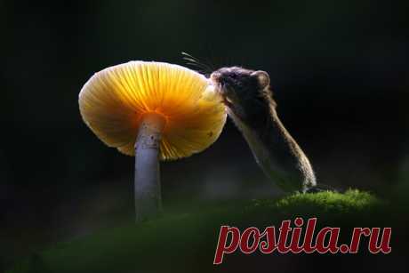 Лесная полёвка решила полакомиться грибом. Автор фото — Вадим Трунов: