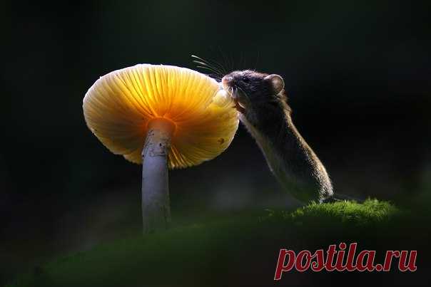 Лесная полёвка решила полакомиться грибом. Автор фото — Вадим Трунов: