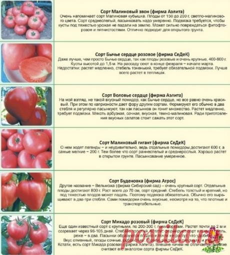 Шесть топовых сортов помидоров
Подпишитесь на Цветущий сад https://vk.com/flowering__garden