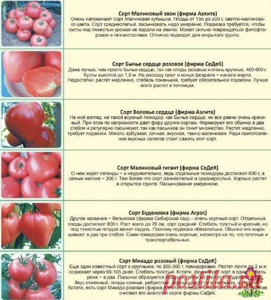 Шесть топовых сортов помидоров

Подпишитесь на Цветущий сад  https://vk.com/flowering__garden