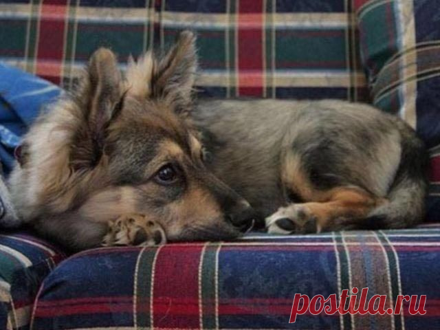10 гибридов собак, полученных в результате сумасшедших скрещиваний / Питомцы