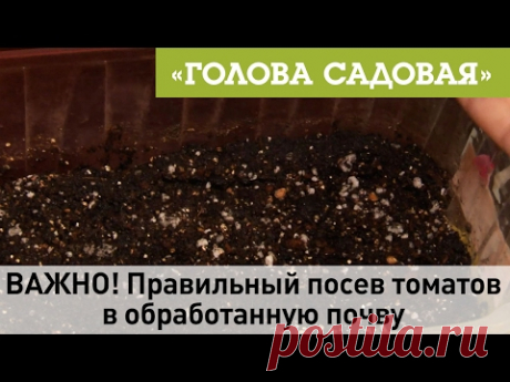 Голова садовая - ВАЖНО! Правильный посев томатов в обработанную почву
