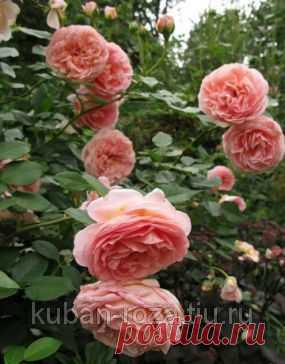 Сорт : Абрахам Дерби (Английская роза), цена 150 руб., купить Краснодарский край, Кущёвский район, ОПС Средние Чубурки — Tiu.ru (ID#31762934)