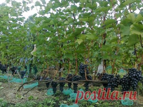 Одноклассники