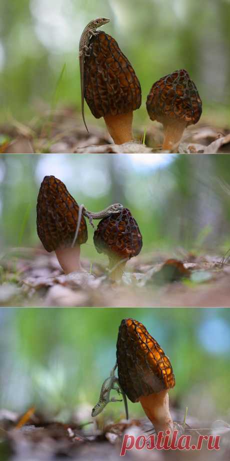 35PHOTO - Вадим Трунов - Сморчки