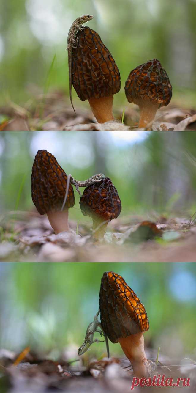 35PHOTO - Вадим Трунов - Сморчки