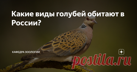 Какие виды голубей обитают в России? В настоящее время в отряде Голубеобразные выделяется два семейства - Дронтовые, представители которого вымерли "благодаря" человеку в 17-18 веках, и семейство Голубиные, к которому относятся все современные представители отряда, заселившие весь мир. Голубиные - птицы плотного телосложения, хорошие летуны. Питаются зерном, гнездятся обычно в укрытиях, расщелинах скал, дуплах, норах, некоторые виды - в открытых небрежно сделанных гнездах....