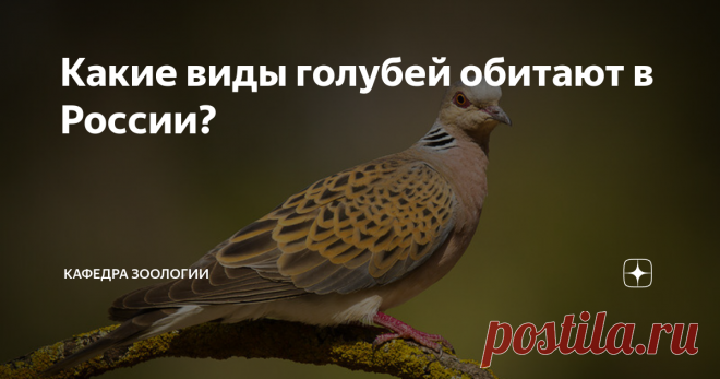 Какие виды голубей обитают в России? В настоящее время в отряде Голубеобразные выделяется два семейства - Дронтовые, представители которого вымерли 