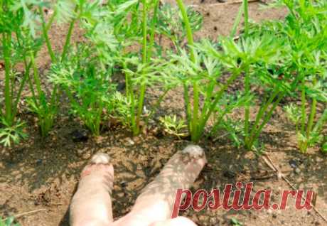 Как прополоть или проредить морковь ножницами — AgroFlora.ru