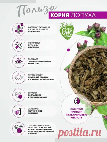 Польза корня лопуха