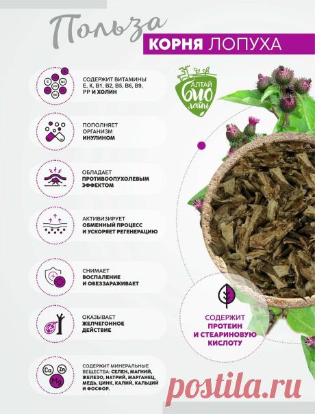 Польза корня лопуха