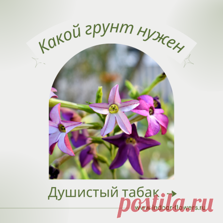 Душистый табак. Какой грунт нужен? Интересуетесь Душистый табак. Какой грунт нужен? ? Узнайте о разнообразных представителях этого вида, их уникальных особенностях и преимуществах. Получите полезные советы по уходу за Душистый табак. Какой грунт нужен? в домашних условиях, включая требования к освещению, поливу, температуре и влажности.