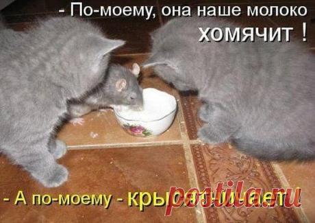 ♥≈Ω≈♥ ஐЛюбовь и нежностьஐ♥≈Ω≈♥ (Kошки)