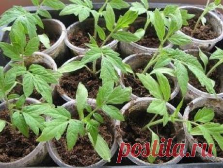 (51) Одноклассники