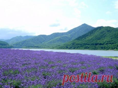 Ковыль гигантский фото