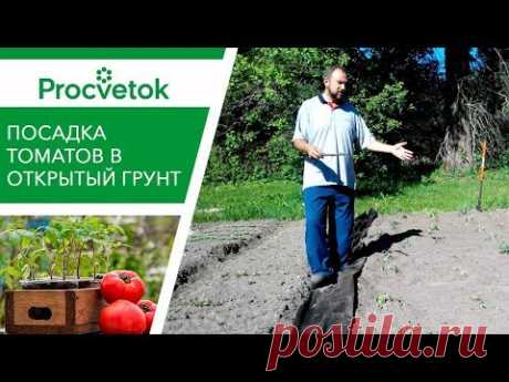 Посадка Томатов в Открытый Грунт. Помидоры в грунте.