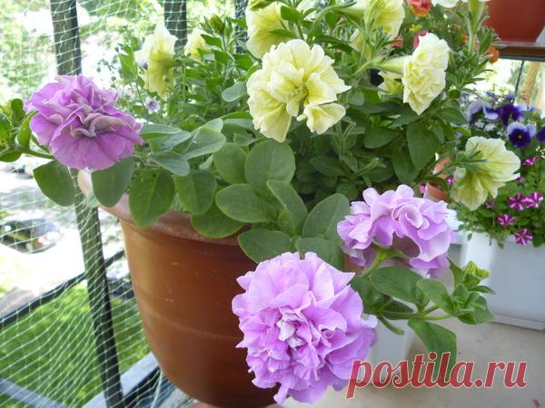 Петуния - хвастаемся цветущими растениями - Страница 16 - Форум цветоводов Фрау Флора