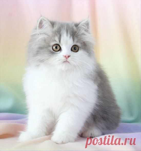 Blue Chinchilla Golden Teacup Persian Kitten