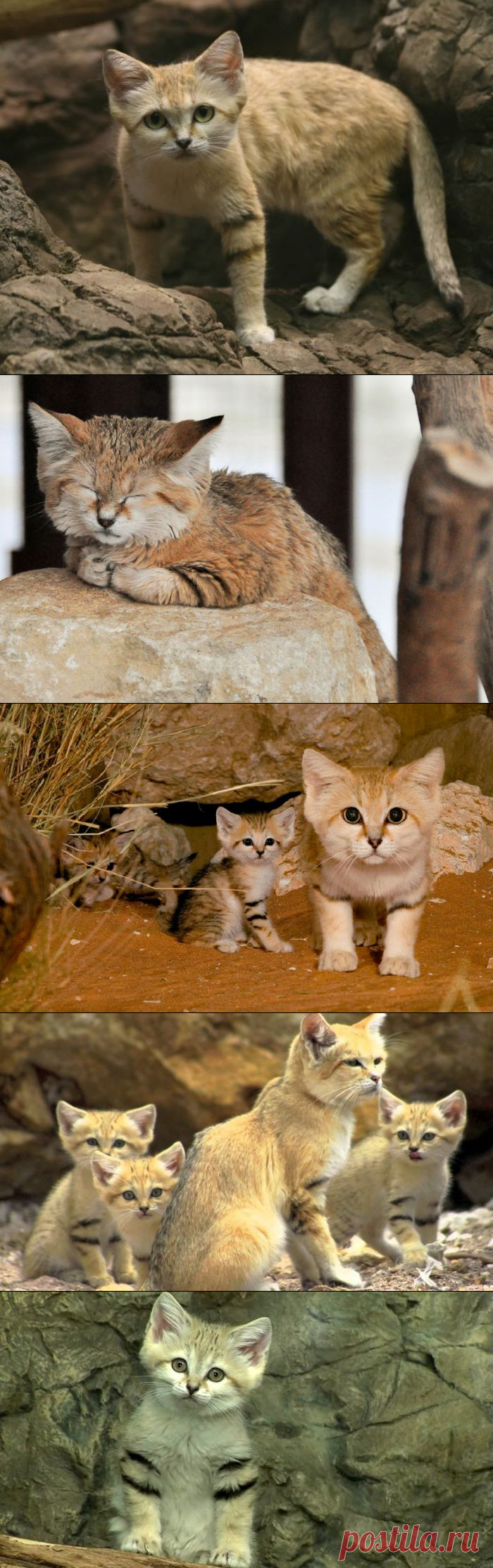 Барханный кот: фото, внешний вид, описание, особенности