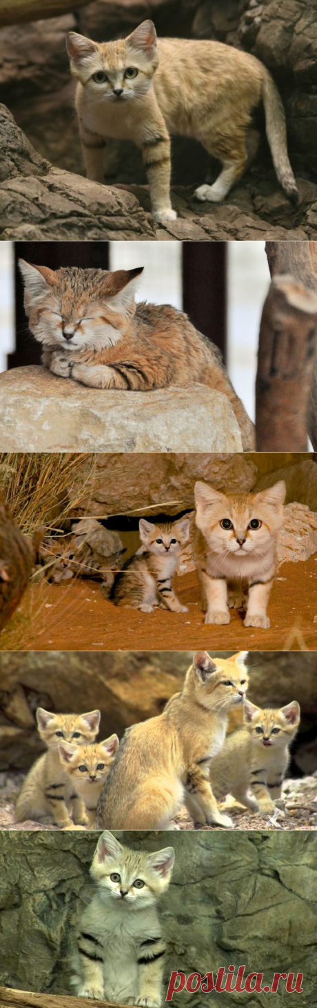 Барханный кот: фото, внешний вид, описание, особенности
