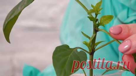 СРОЧНО СПАСАЕМ РАССАДУ ПЕРЦА ОТ ПЕРЕРАСТАНИЯ!!!