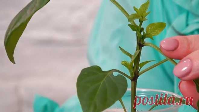 СРОЧНО СПАСАЕМ РАССАДУ ПЕРЦА ОТ ПЕРЕРАСТАНИЯ!!!