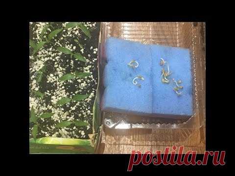 Перец в губках !!! Проращивание и пересадка...