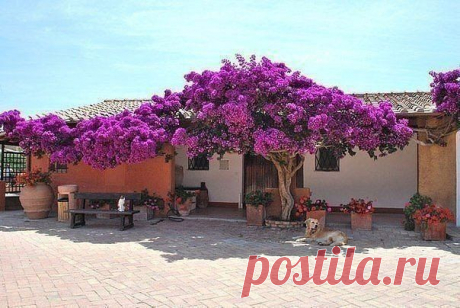 Бугенвиллея