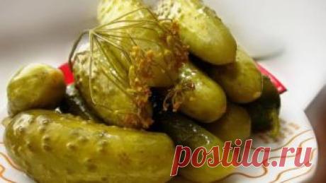 Популярный холодный способ засолки огурцов на зиму, пошаговый рецепт с фото Популярный холодный способ засолки огурцов на зиму. Пошаговый рецепт с фото, удобный поиск рецептов на Gastronom.ru