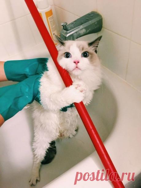 Животные, которые не любят купаться