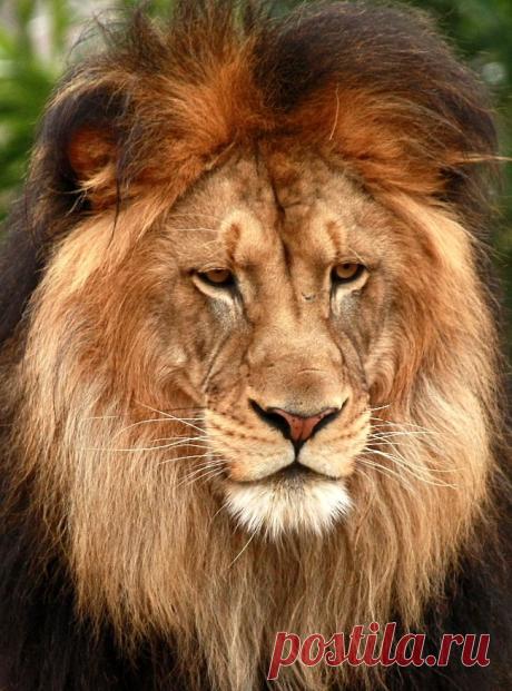 Фото Без названия. Альбом ЦАРЬ ЗВЕРЕЙ - 50 фото. Фотографии ⊰✿⊱ ОЛЬГА ⊰✿⊱.