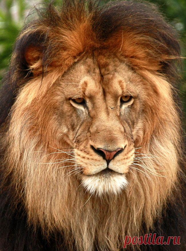 Фото Без названия. Альбом ЦАРЬ ЗВЕРЕЙ - 50 фото. Фотографии ⊰✿⊱ ОЛЬГА ⊰✿⊱.