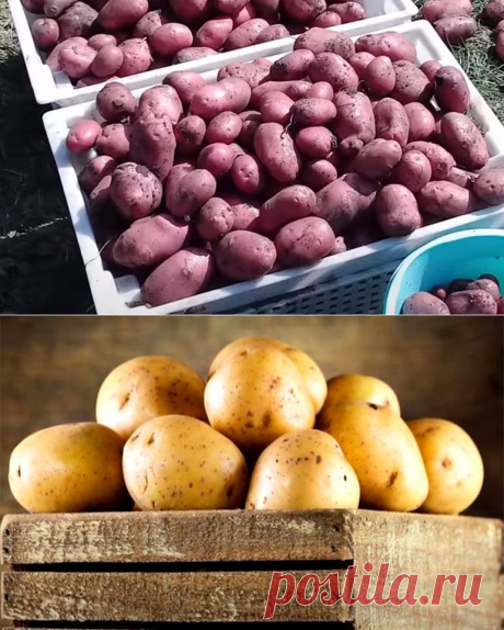 Как хранить картофель в домашних условиях на зиму
