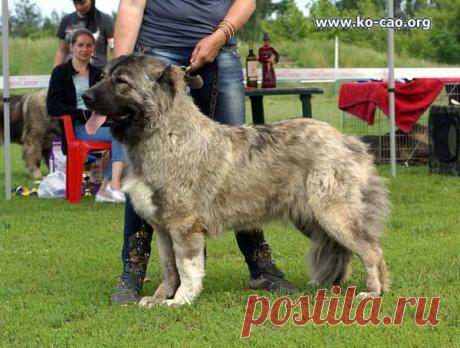 КАВКАЗСКАЯ ОВЧАРКА. ИНТЕРМЕДИА СУКИ. Кировоград - 2013