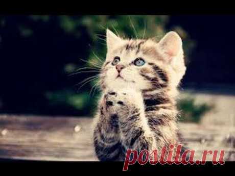 ▶ 20 Minutes of Funny Cats!!!! - YouTube