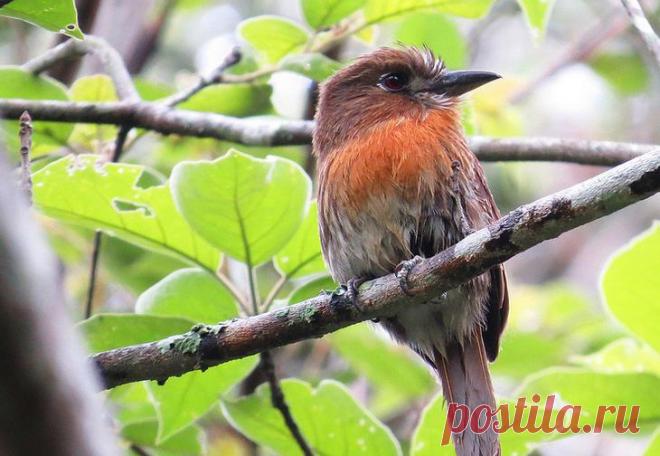 Самые смешные названия птиц: фото и описание