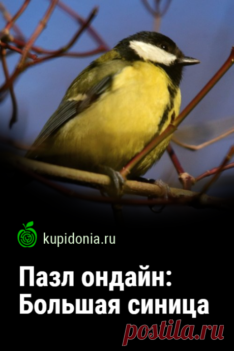 Пазл ондайн: Большая синица. Красивый пазл онлайн с симпатичной синицей из серии «Городские птицы». Собирайте пазлы на сайте! Это отличная тренировка для мозга.