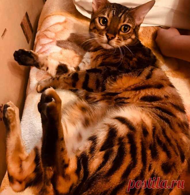 10 гигантских котов, которые поднимут вам настроение