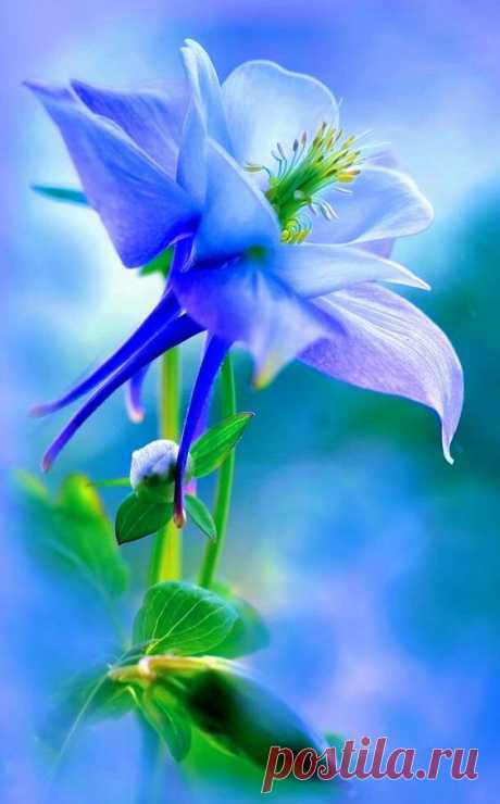 (311) Pinterest
