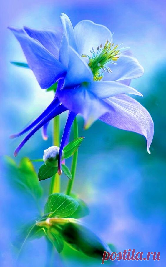 (311) Pinterest