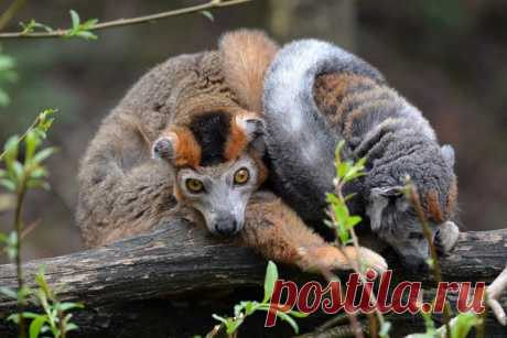 Венценосный лемур (Eulemur coronatus)