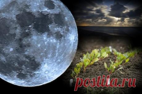 Магия для большого урожая #2 | Записки ведуньи | Яндекс Дзен